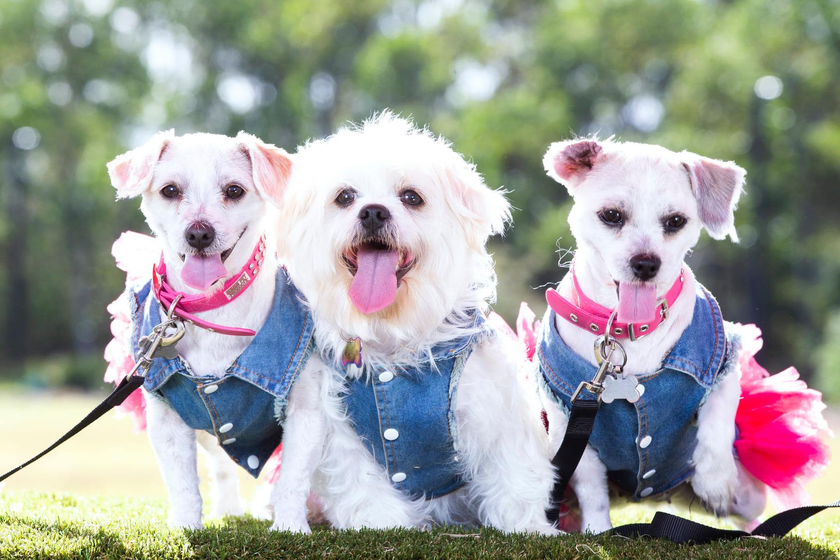 Bark in the Park 2.jpg (225 KB)